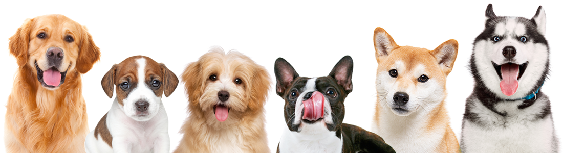 5種類のワンちゃんイメージ写真