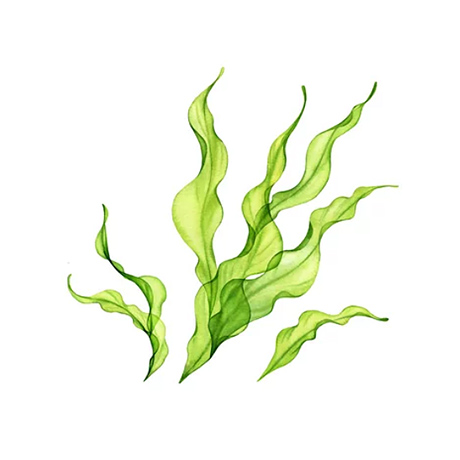 ドッグフード 原材料 海藻