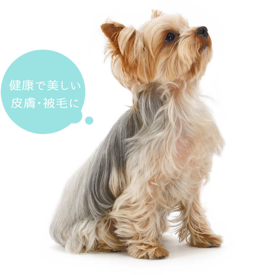 愛犬の健康な皮膚と光沢のある被毛
